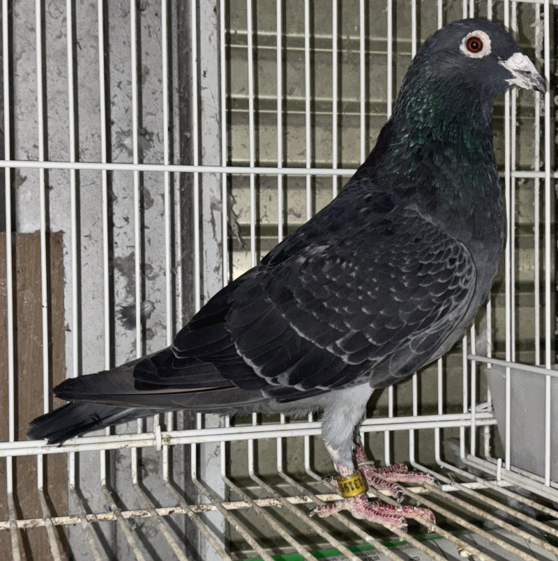 03鳩ページ レース鳩モールオークション - 出品鳩「B17－2140987 B