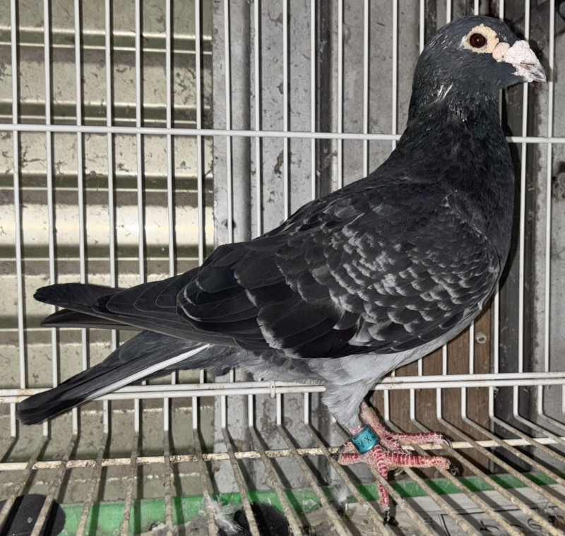 レース鳩モールオークション - 出品高齢鳩12番「14XA01010