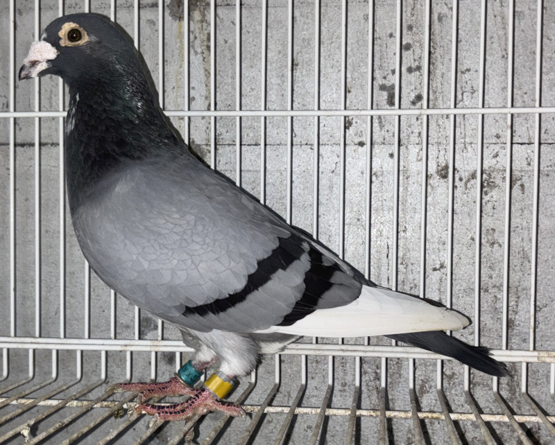 レース鳩モールオークション - 出品鳩 高齢鳩♂14番