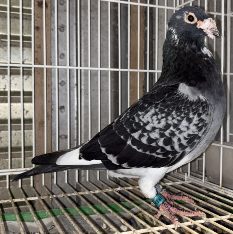 レース鳩モールオークション - 出品高齢鳩リチト外