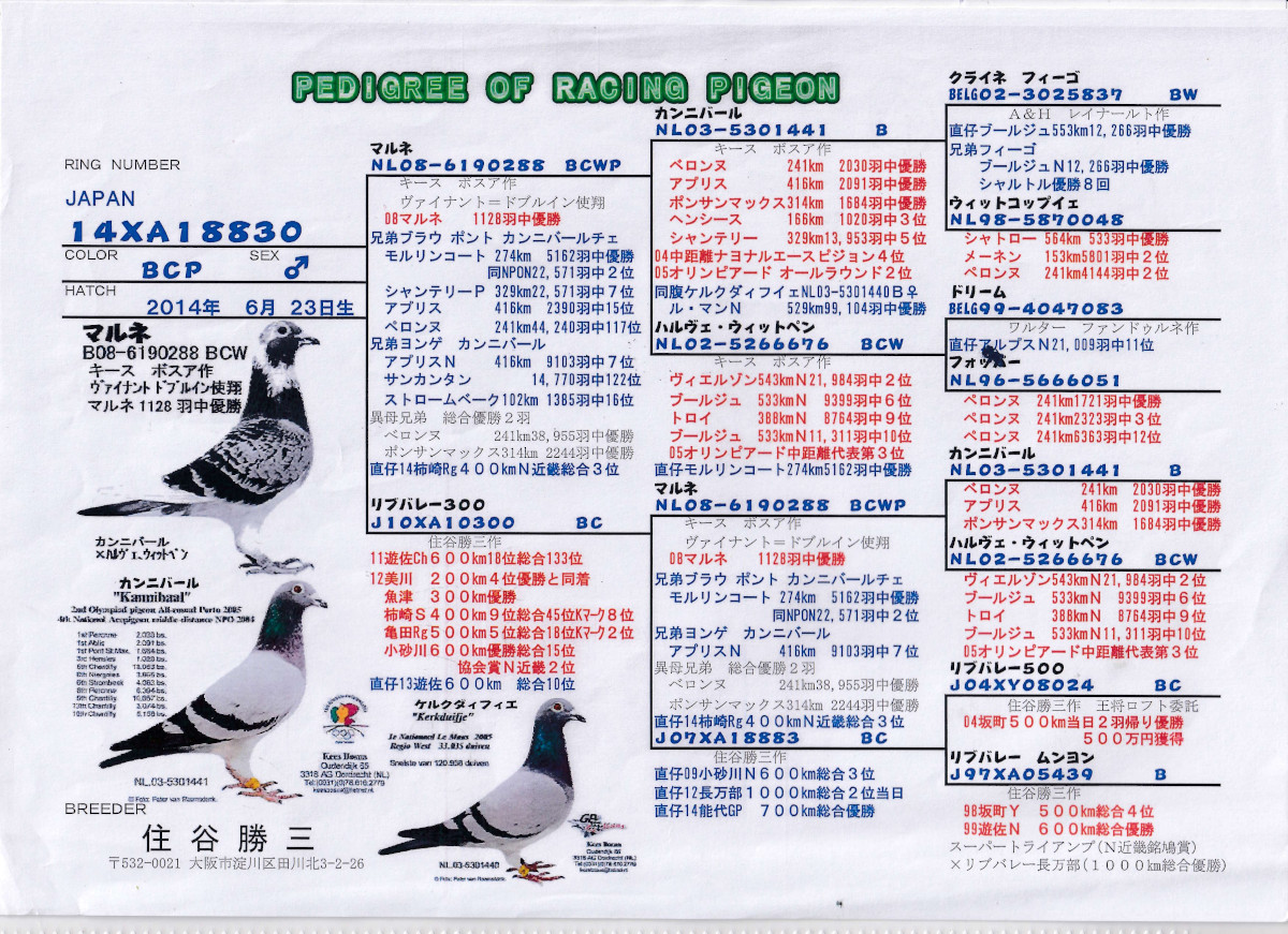 レース鳩モールオークション - 出品高齢鳩リチト外