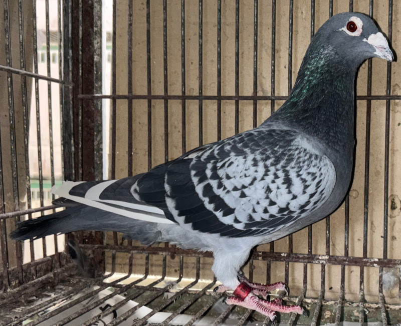 【03鳩ページ①】 レース鳩モールオークション - 出品鳩♂2番「B17－4061661