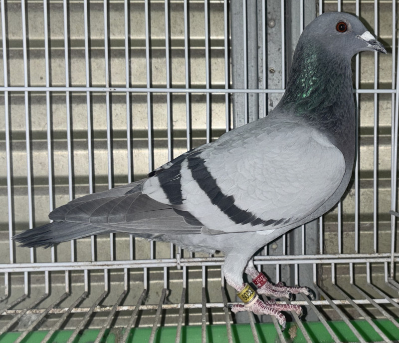 銅製:夫婦鳩(小判台付) 銅製:夫婦鳩(小判台付) 銅製:夫婦鳩(小判台付) 銅製:夫婦鳩(小判