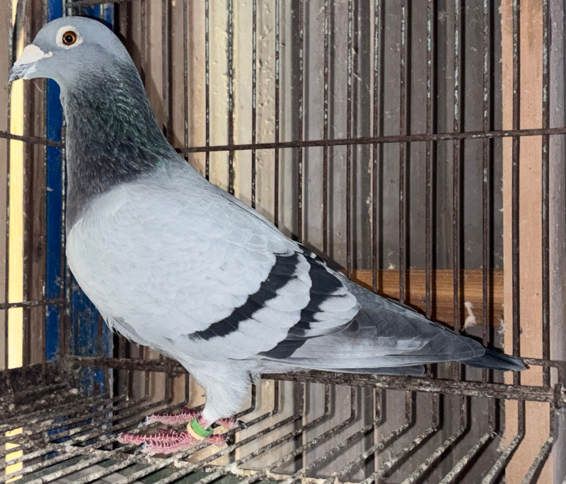 レース鳩モールオークション - 出品鳩♂8番「18DA25051 B