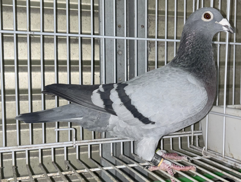 【03鳩ページ①】 レース鳩モールオークション - 出品鳩♀1番「B15－6175099