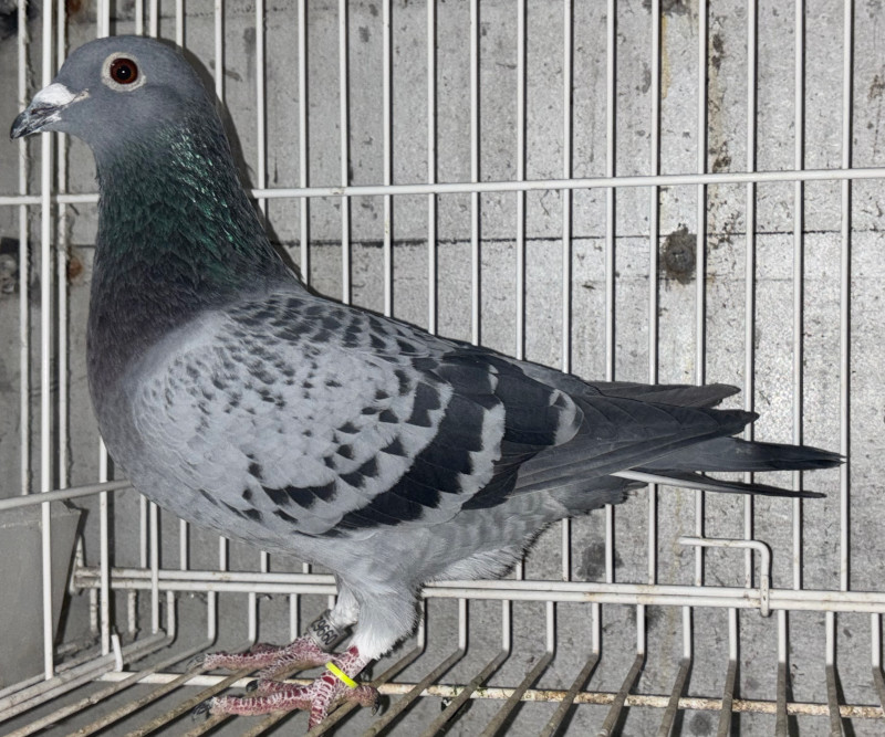 レース鳩モールオークション - 出品鳩若3番「25LK09962 BC