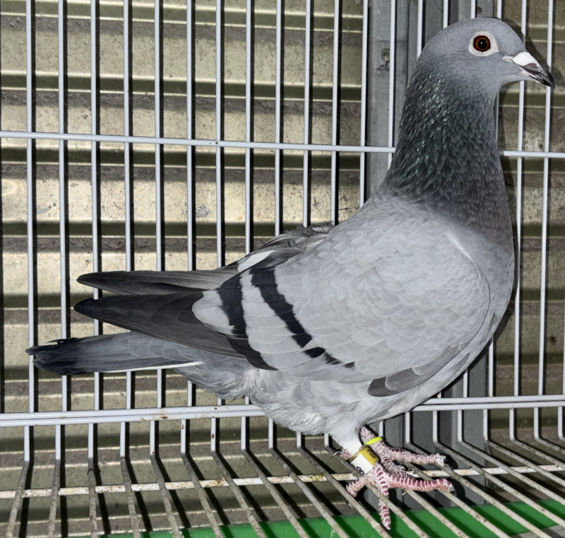 レース鳩モールオークション - 出品鳩若21番「24DA26640 B