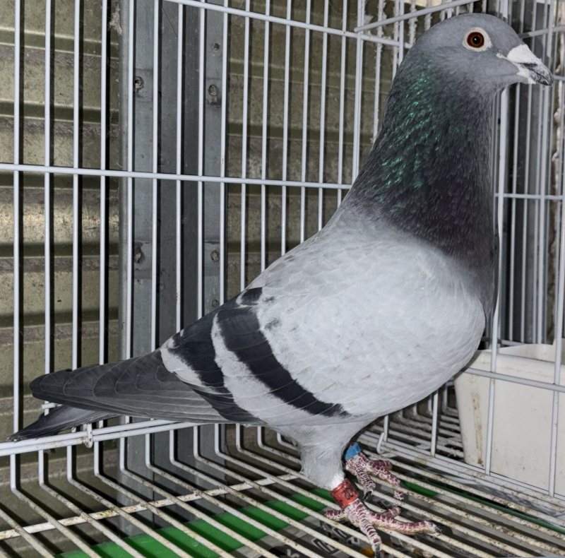 【03鳩ページ①】 レース鳩モールオークション - 出品鳩「22MA02632 B♂」鈴木