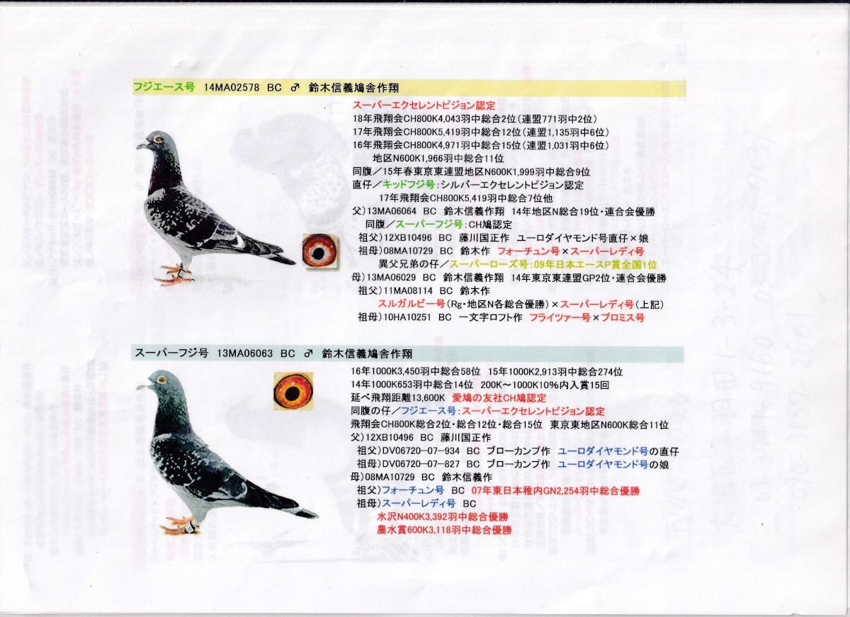 レース鳩モールオークション - 出品鳩「22MA02632 B♂」鈴木