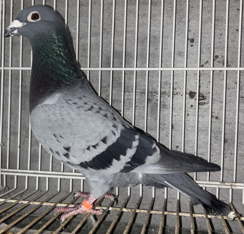 03鳩ページ レース鳩モールオークション - 出品鳩「B20－6154703 BC