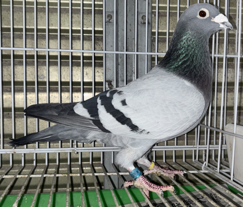 レース鳩モールオークション - 出品鳩「16HA055554 B