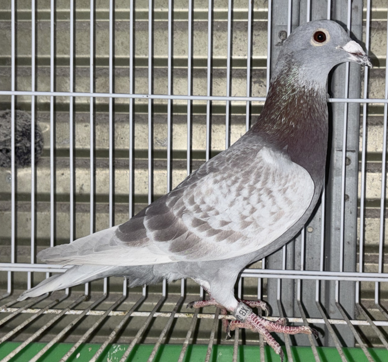 レース鳩モールオークション - 出品鳩「25XB03776 RC」西野
