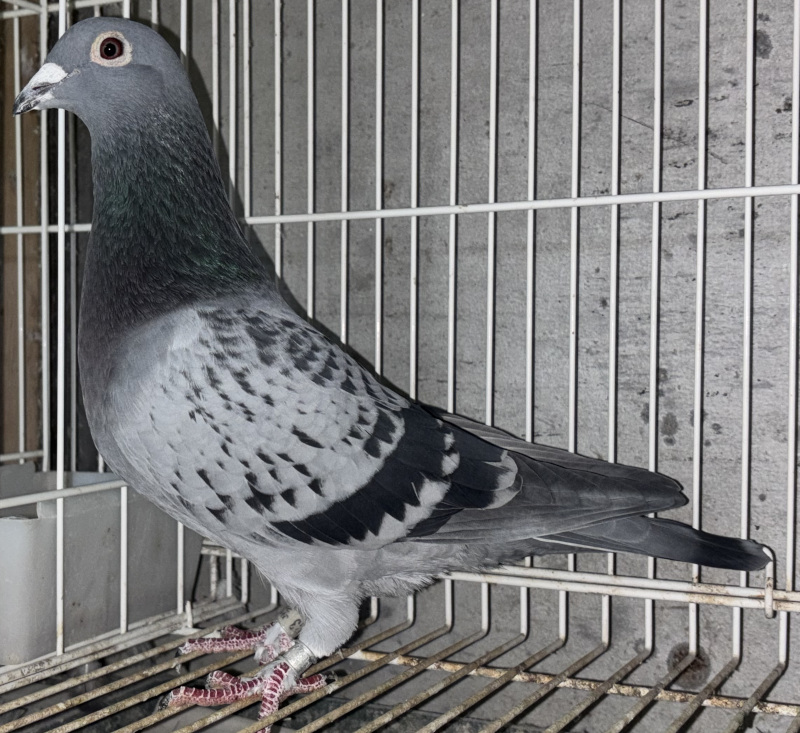 03鳩ページ 静岡発！ 1200Kをも制す超長距離の銘血 佐藤廣志鳩舎｜CLOSE UP