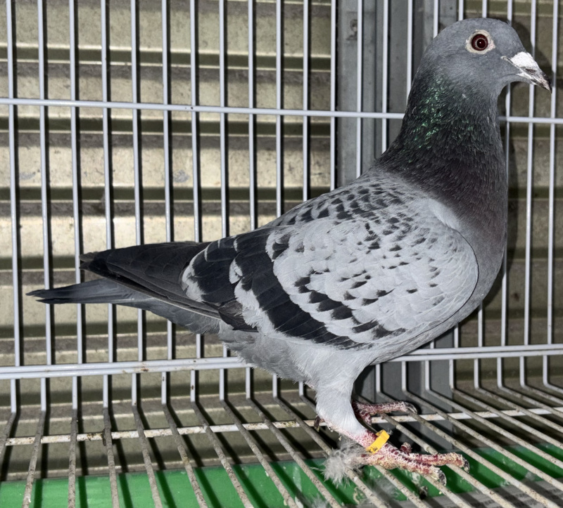 星家族 レース鳩モールオークション - 出品鳩♀52番「24FB00222